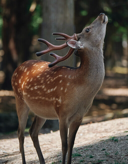 Sikahirsch mit Geweih, gepunktetem Fell, blickt hoch.