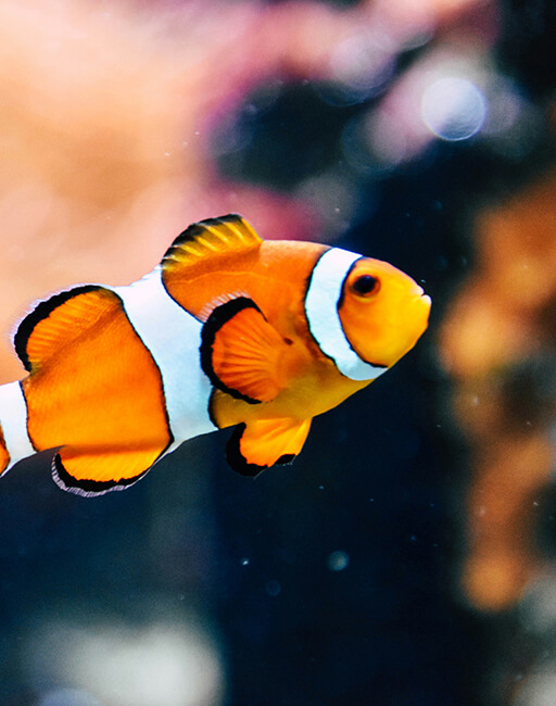 Orange-weiß gestreifter Clownfisch im Wasser.