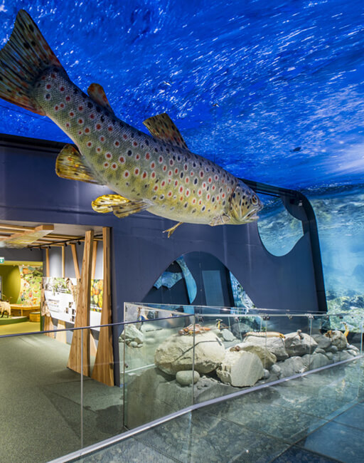 Grosses Fischmodell hängt unter blauer Wasserdecke in Ausstellung.