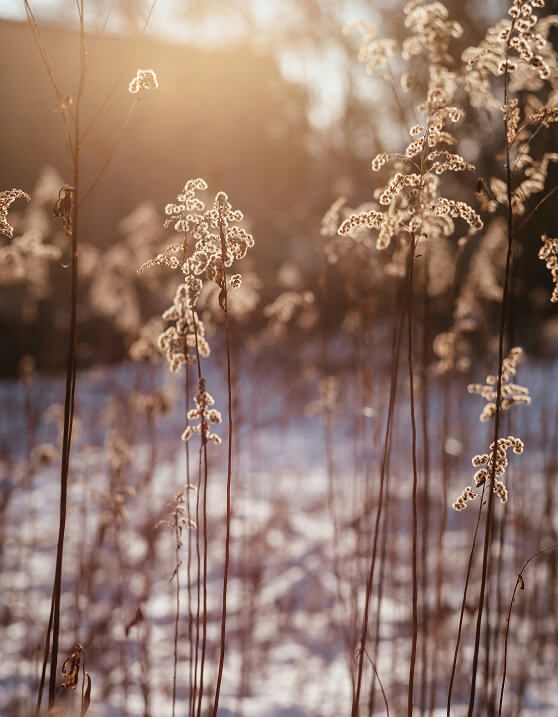 Getrocknete Pflanzen im Gegenlicht auf Schneefeld.